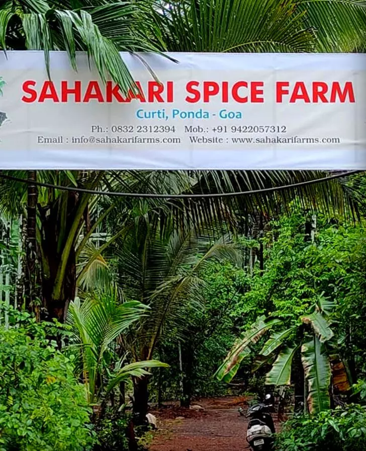 Intricate Mehendi Design